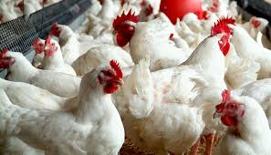 तीन जिल्लामा बर्ड फ्लू सङ्क्रमणः ८५ हजार कुखुरा नष्ट