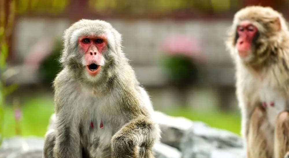 बाँदर आतंकले किसान हैरान, बासस्थान छाड्न बाध्य