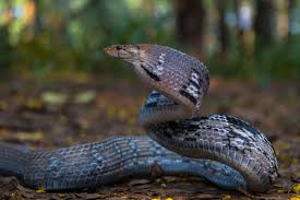 गर्मी बढेसँगै बाँकेमा देखिन थाले विषालु सर्प