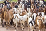 चितवनमा रु ३० करोडभन्दा बढी खसीको व्यापार