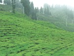 मेची भन्सारबाट चिया निर्यात ३२ प्रतिशतले बढ्यो