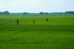 पालुङटारको धानबालीमा मरुवा रोगको समस्या