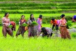आज धान दिवस, दही चिउराको सांस्कृतिक पर्व मनाइँदै