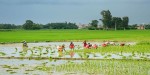 देशभर करिब ९८ प्रतिशत धान रोपाइँ सम्पन्न