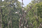 घुँगीफोर गरुडको प्रजनन केन्द्र बन्दै चितवनको बाटुलीपोखरी