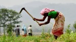 कैलालीमा कृषि उत्पादन ‘पकेट’ क्षेत्र विकास गर्न साढे पाँच करोड अनुदान