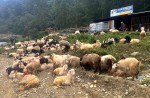 न्युजिल्यान्डमा अझै पनि मानिसभन्दा भेडा बढी
