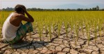 पानी नपरेपछि रोपेको धानबाली जोगाउने चिन्तामा किसान