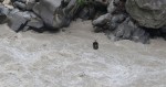 महाकालीमा तुइन चुँडिदा एकजना बेपत्ता