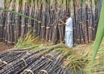 उखु किसानको करिब दुई अर्ब भुक्तानी