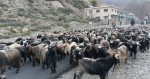 कोरला नाकाबाट भित्रिन थाले भेडाच्याङ्ग्रा