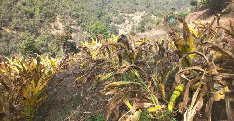 व्यावसायिक रूपमा बेसारखेती गर्दै बैतडीका महिला