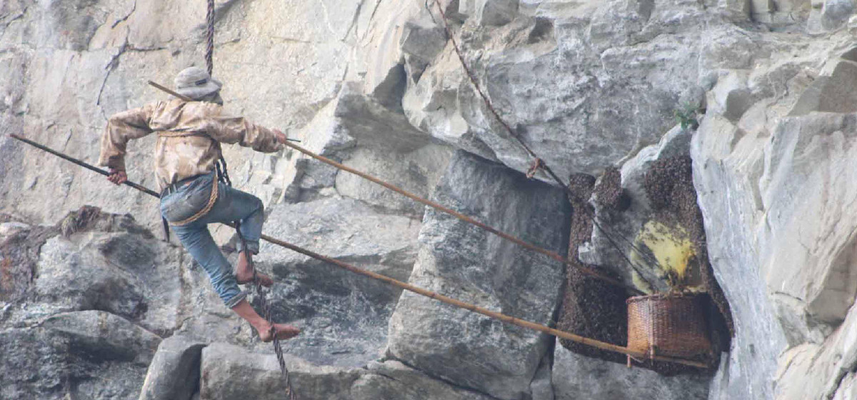 खोटाङमा ‘हनी हन्टिङ’ महोत्सव हुने