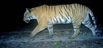 शुक्लाफाँटा राष्ट्रिय निकुञ्जमा बाघ गणनाको तयारी