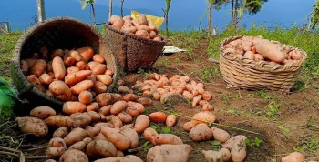 मूल्य नपाउदा खेतबारी मै आलु