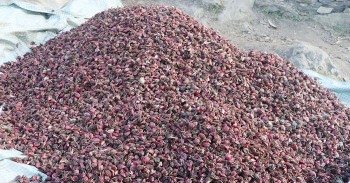 अलैँचीको निर्यात ६० प्रतिशतले बढ्यो