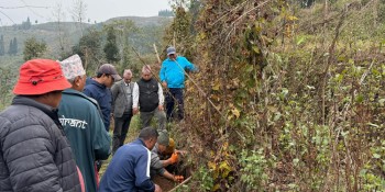 अन्न नउब्जने भिरालोमा ‘वनतरुल’ खेती