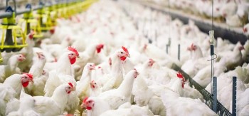 ‘बर्ड फ्लु’ भेटिएपछि मासु र अण्डा ओसारपसारमा प्रतिबन्ध