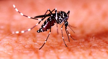 डेंगु नियन्त्रणका लागि पहल गर्न संसदमार्फत सरकारको ध्यानाकर्षण