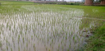 सिँचाइ सुविधा नहुँदा कञ्चनपुरमा चैते धानबाली घट्यो