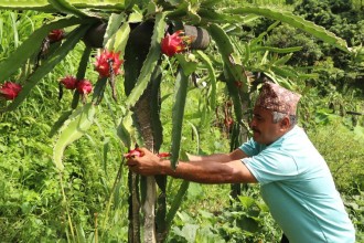 व्यावसायिक ड्रागनखेतीमा रमाउँदै भोजपुरका किसान