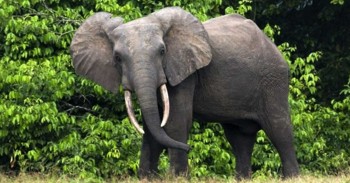 बाहुनडाँगीमा हात्तीको उपद्रो रोक्न कागती खेती