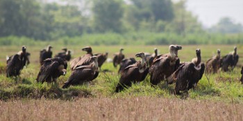 गिद्ध संरक्षणका लागि विषाक्त औषधि प्रयोगमा प्रतिबन्ध लगाउनमा माग
