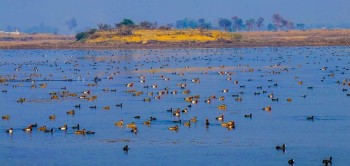 चितवनमा आगन्तुक जलपन्छीको सङ्ख्यामा वृद्धि