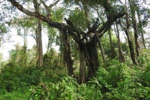 संरक्षणको अभावमा जैविक विविधताले भरिपूर्ण ‘जलथल’ सङ्कटमा