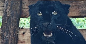 सदर चिडियाखानामा कालो रङको चितुवा हेर्न पाइने