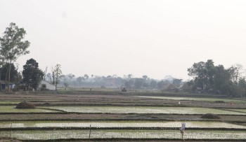 सर्लाहीमा बढेन चैते धानको खेती