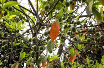 रुद्राक्ष खेतीबाट मनग्य आम्दानी