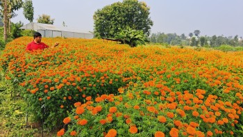 सहकारीद्धारा व्यावसायिक सयपत्री खेती