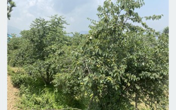 असिनाको असरः ‘बुद्धचित्त’को गुणस्तर खस्कनेमा किसानको चिन्ता