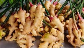 ट्रेड युनियन महासङ्घको अगुवाइमा पचास रोपनीमा अदुवाखेती