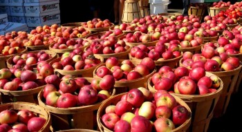 मुस्ताङमा यस वर्ष रु एक अर्बभन्दा बढीको स्याउ उत्पादन