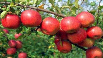 मुस्ताङमा स्याउ टिप्ने कार्यतालिका सार्वजनिक