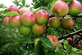 जुम्लाका किसानलाई काँचो स्याउ टिप्न प्रतिबन्ध