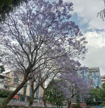 बैजनी फुलले राजधानी ढकमक्क