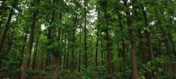 रौतहटको तीन हजार १९० हेक्टर वन क्षेत्र अतिक्रमणमा