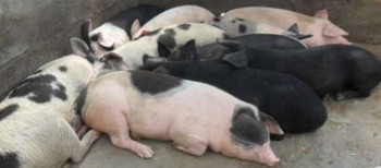 कैलाली–कञ्चनपुरमा बङ्गुरमा अफ्रिकन स्वाइन फिभर पुष्टि, सतर्क रहन आग्रह