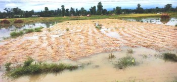 बेमौसमी वर्षाले गोरखाको धानबालीमा क्षति