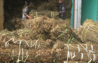 चिराइतो बिक्री नहुँदा ताप्लेजुङका किसान चिन्तित