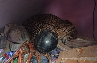 घरभित्र पसेको चितुवाको उद्धार