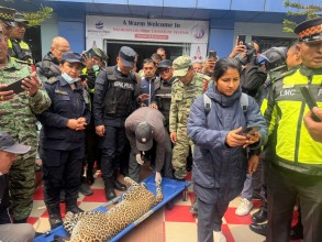 ललितपुरबाट चितुवाको उद्धार