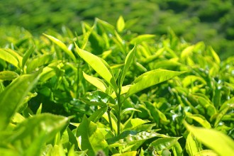 बाग्लुङमा रेशमा चियाको व्यावसायिक उत्पादन सुरु
