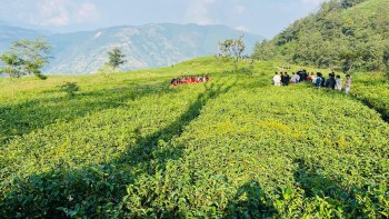 पूर्वीनाका काँकडभिट्टाबाट  १ अर्ब ३७ करोड रुपैयाँको चिया निर्यात