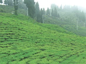 मेची भन्सारबाट चिया निर्यात ३२ प्रतिशतले बढ्यो