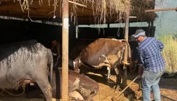 गोबर र गहुँतबाट आम्दानी