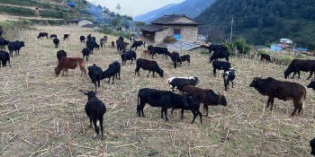 गोठाला बेँसी झरेपछि भल्कोटमा बढ्यो चहलपहल